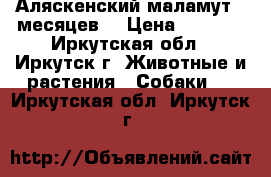 Аляскенский маламут.6 месяцев. › Цена ­ 5 000 - Иркутская обл., Иркутск г. Животные и растения » Собаки   . Иркутская обл.,Иркутск г.